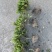 精品紫娟25×30小毛球