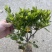 精品紫娟25×30小毛球