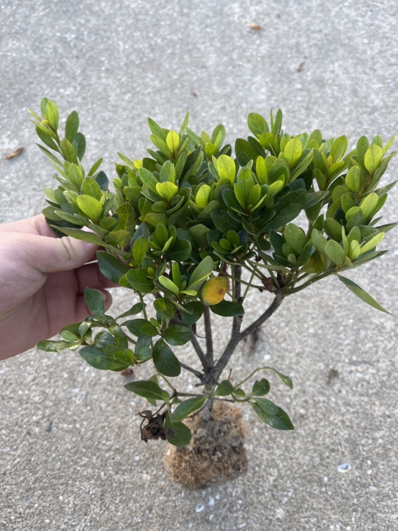 精品紫娟25×30小毛球