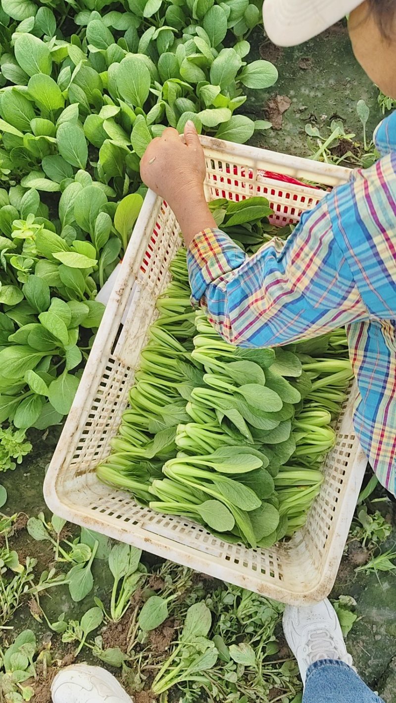 [推荐山东，河南，精品油菜产地直发，上海青量大从优，全国代发