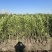 基地现挖现发法国冬青（青珊瑚）高档篱笆苗，可教种植技术！