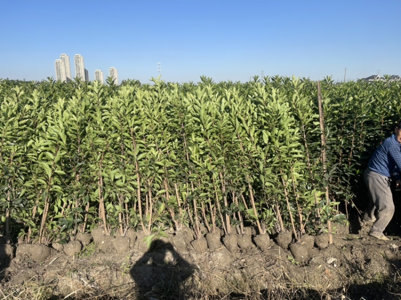 基地现挖现发法国冬青（青珊瑚）高档篱笆苗，可教种植技术！