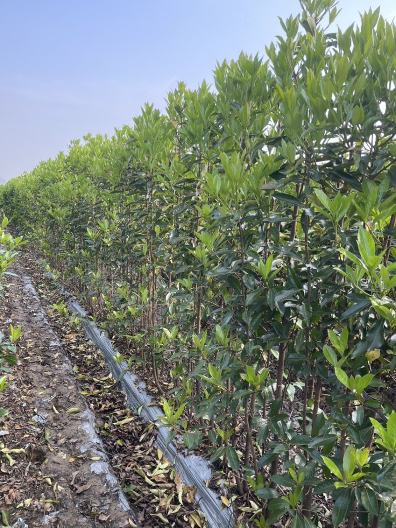 基地现挖现发法国冬青（青珊瑚）高档篱笆苗，可教种植技术！