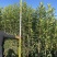 基地现挖现发法国冬青（青珊瑚）高档篱笆苗，可教种植技术！