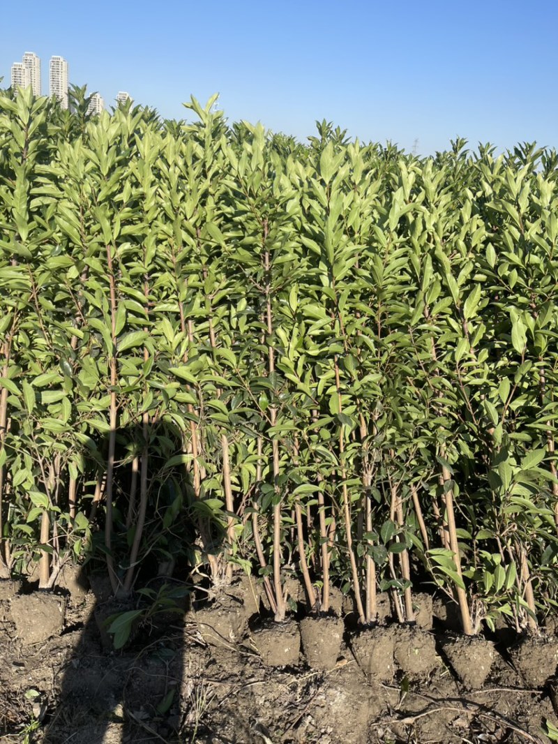 基地现挖现发法国冬青（青珊瑚）高档篱笆苗，可教种植技术！
