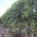 基地现挖现发法国冬青（青珊瑚）高档篱笆苗，可教种植技术！