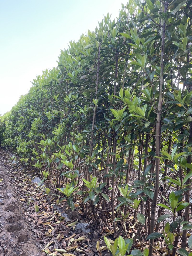 基地现挖现发法国冬青（青珊瑚）高档篱笆苗，可教种植技术！
