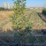 基地现挖现发法国冬青（青珊瑚）高档篱笆苗，可教种植技术！