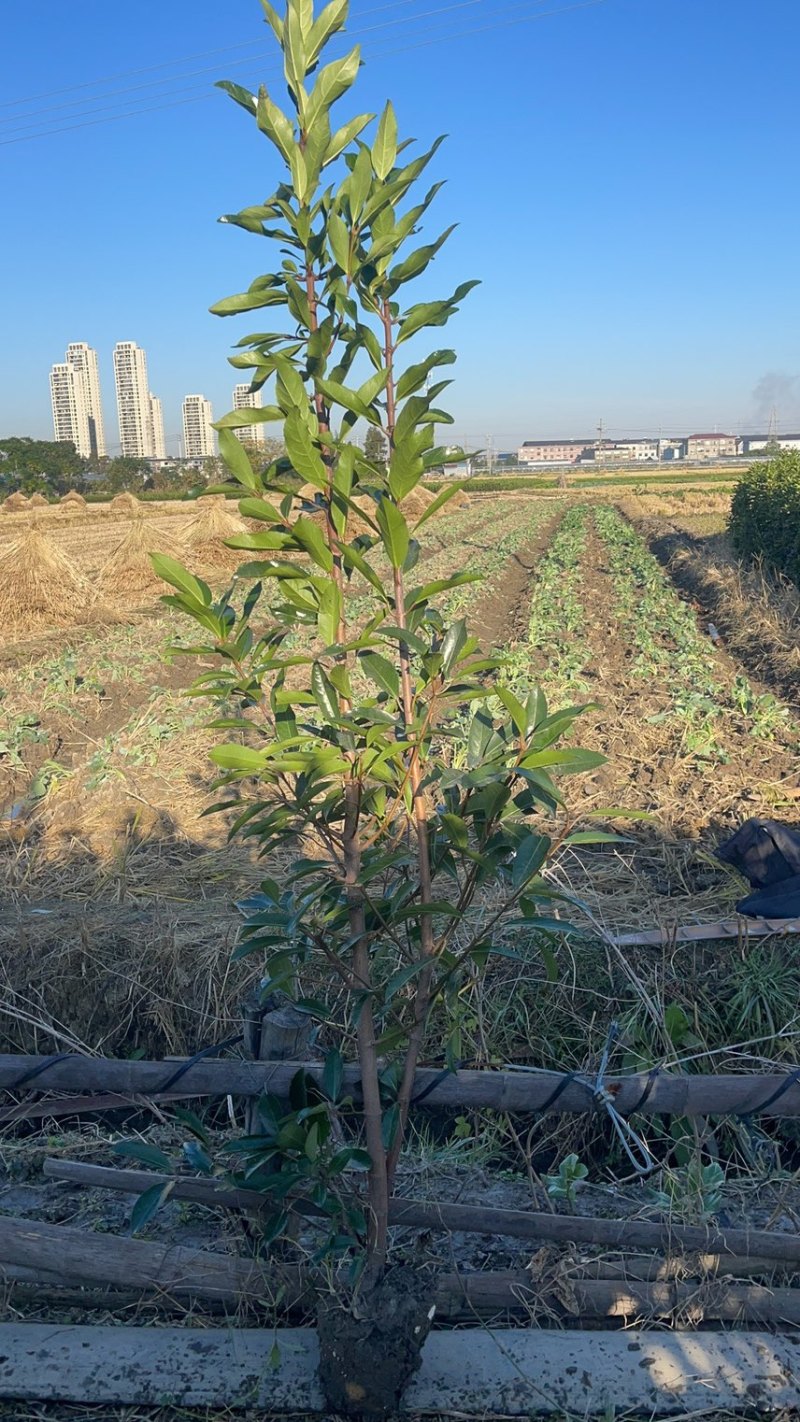 基地现挖现发法国冬青（青珊瑚）高档篱笆苗，可教种植技术！