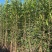 基地现挖现发法国冬青（青珊瑚）高档篱笆苗，可教种植技术！
