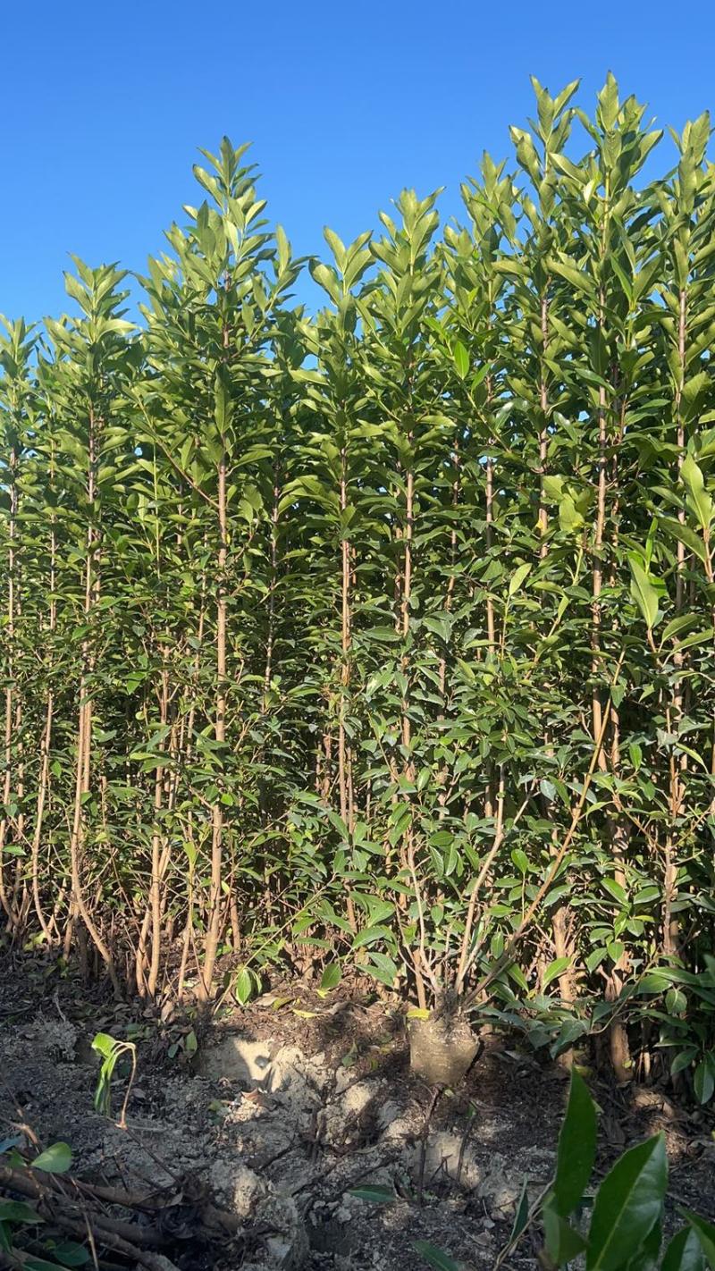 基地现挖现发法国冬青（青珊瑚）高档篱笆苗，可教种植技术！