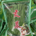 精品优质火锅贡菜产地直供货源充足全国供应欢迎选购。