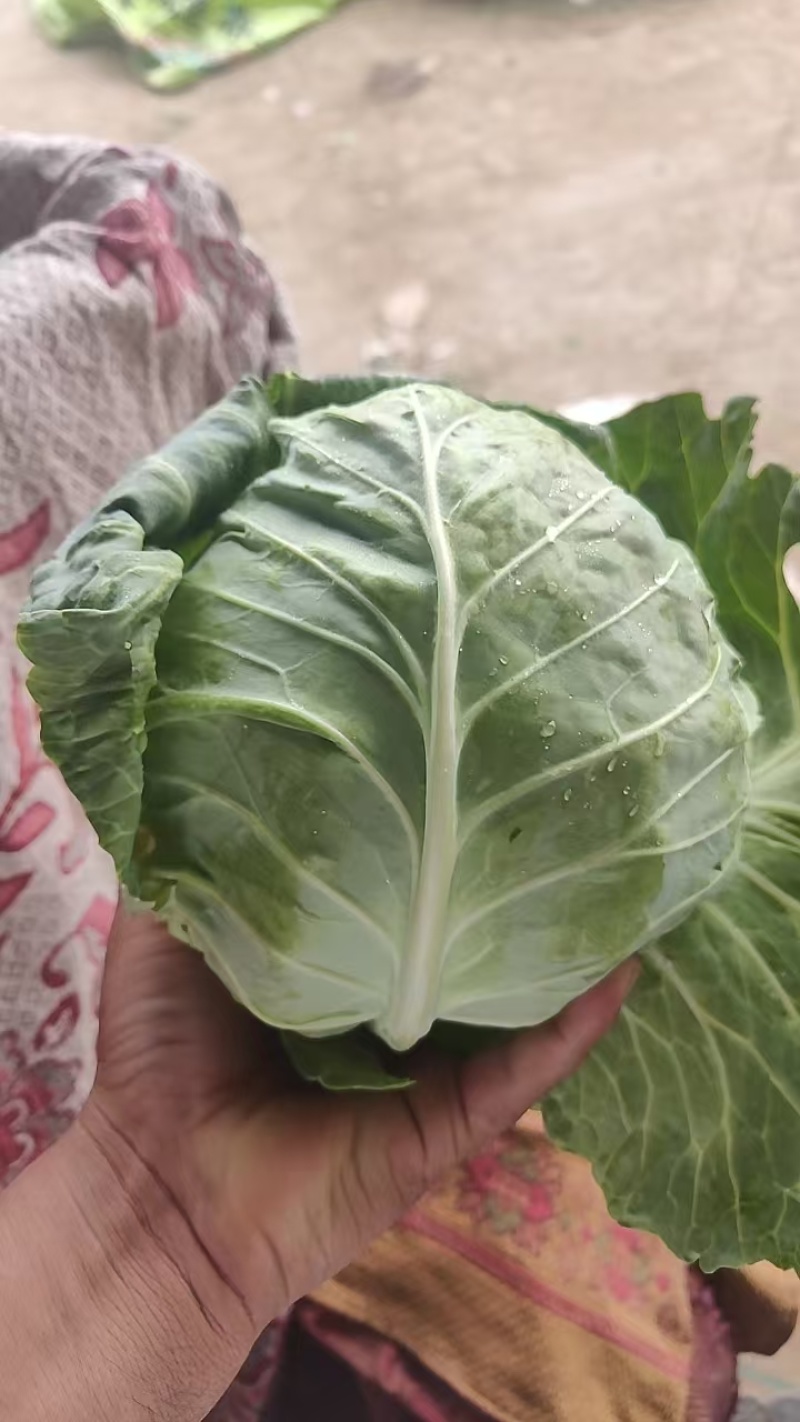 【推荐】河北甘蓝/圆包菜/万亩基地/欢迎咨询