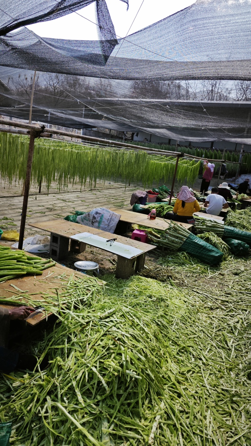 精品优质贡菜基地供应一手货源，全国直销量大从优价格优惠