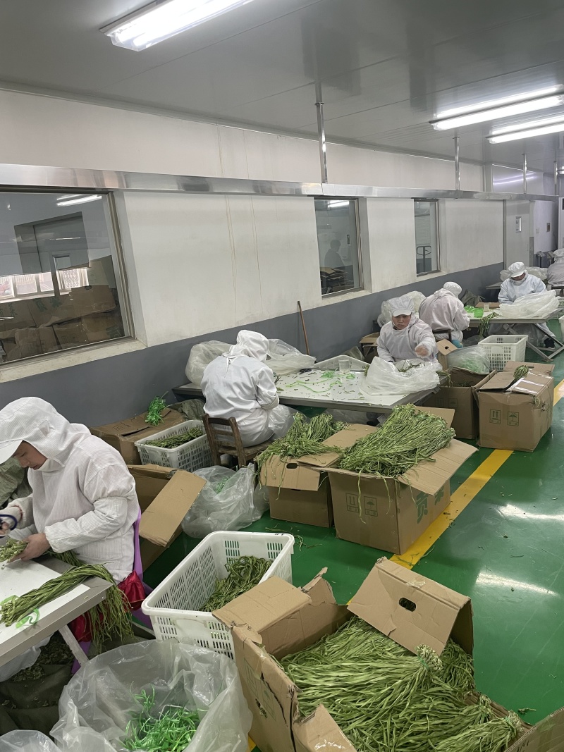 精品优质贡菜基地供应一手货源，全国直销量大从优价格优惠