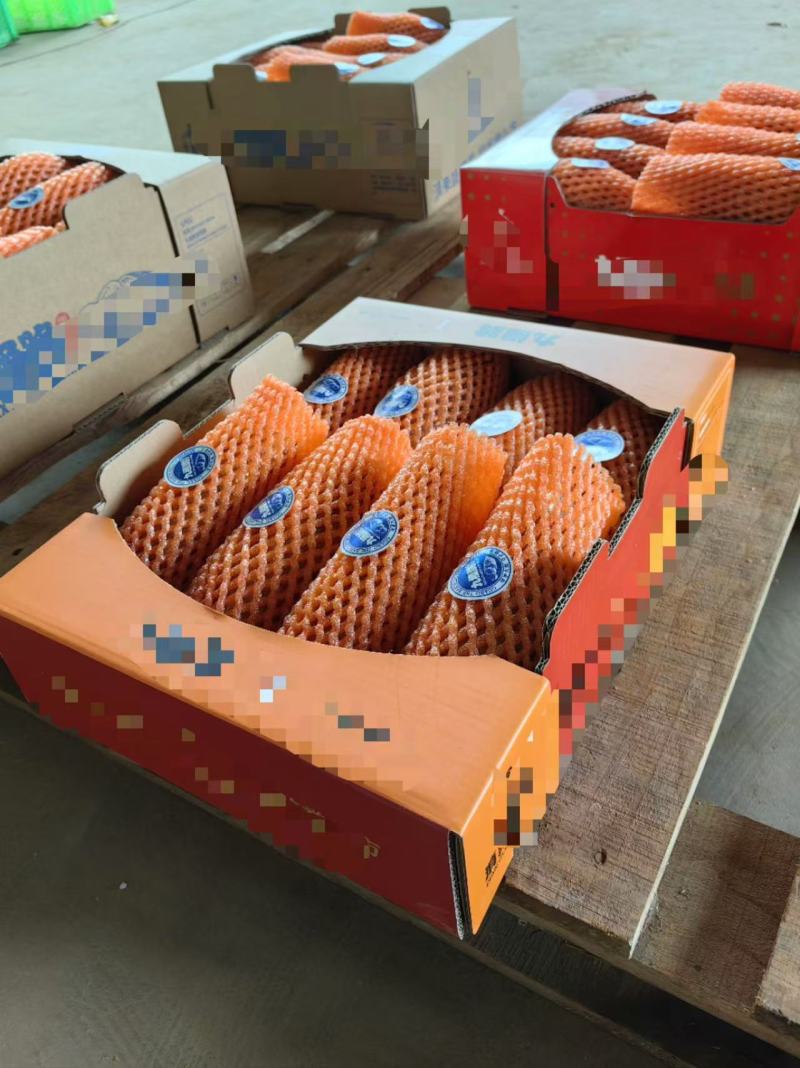精品雪莲果大量上市产地直供可视频看货欢迎全国咨询