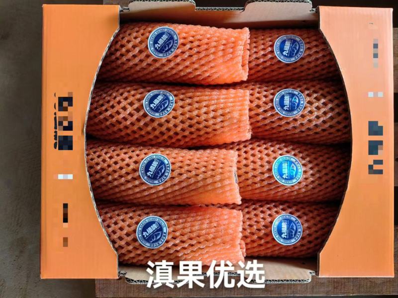 精品雪莲果大量上市产地直供可视频看货欢迎全国咨询