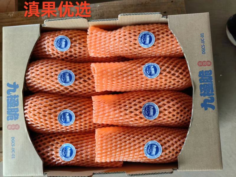 精品雪莲果大量上市产地直供可视频看货欢迎全国咨询