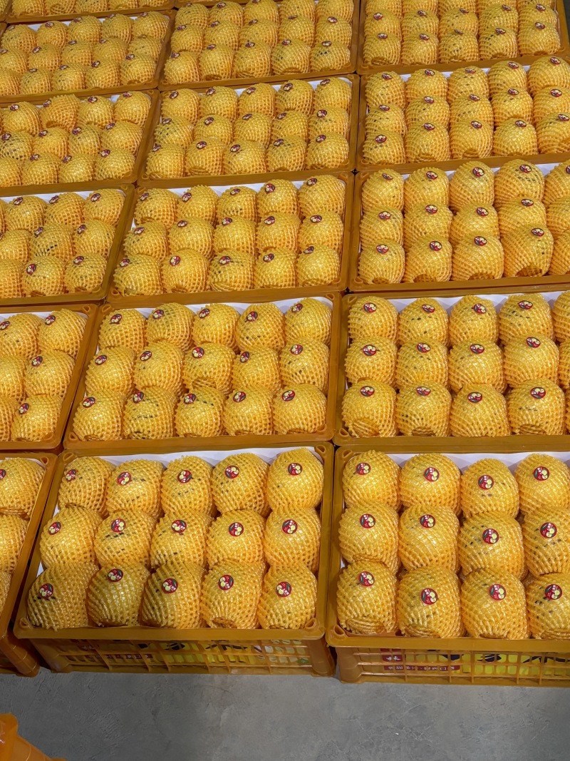 精品人参果产地供货大量上市供超市批发市场