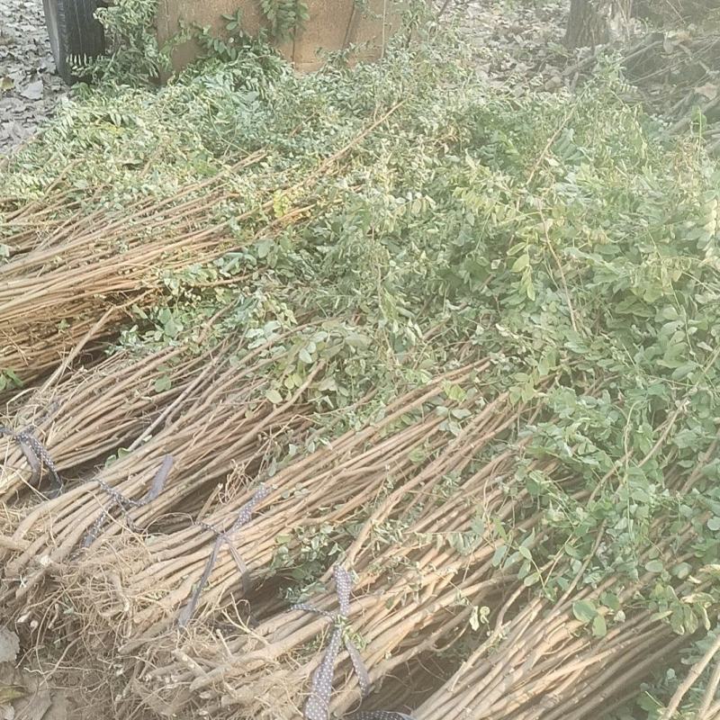 刺槐，大小规格齐全现要现起保成活率高，基地直供一手货源。