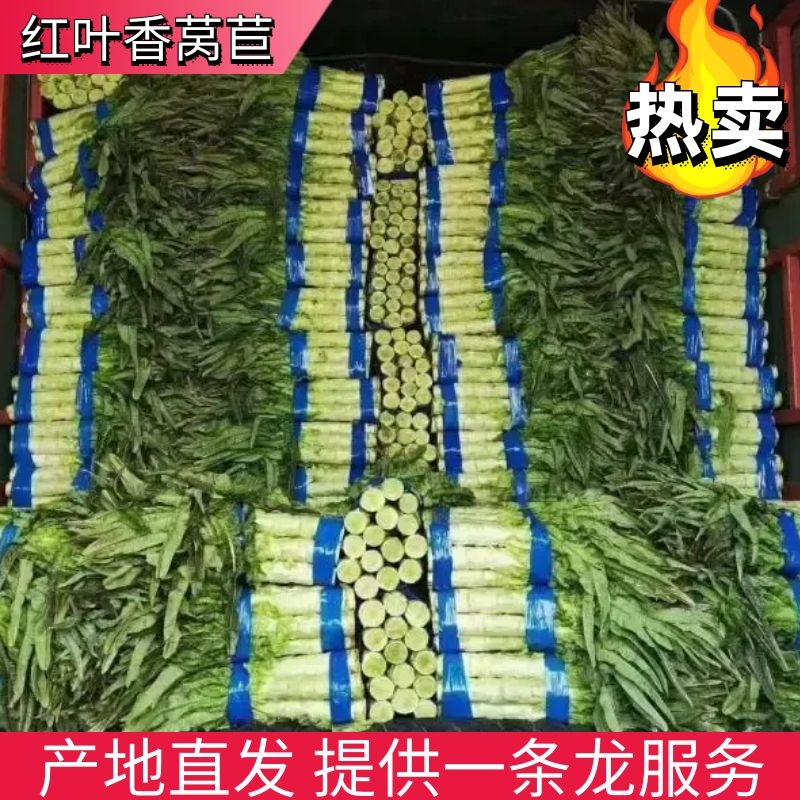 莴苣山东山东红叶香莴苣产地直发对接全国市场电商商超