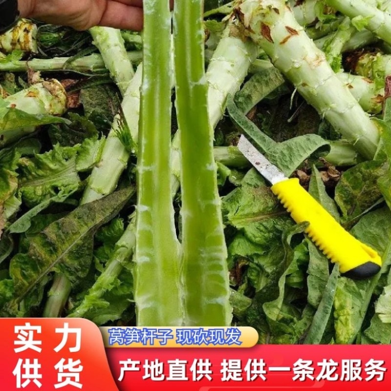 莴苣山东山东红叶香莴苣产地直发对接全国市场电商商超