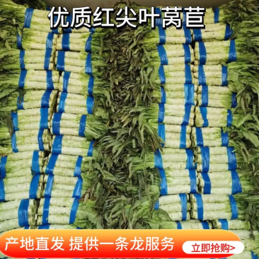 莴笋山东尖叶莴笋产地直发提供一条龙服务欢迎来电咨询