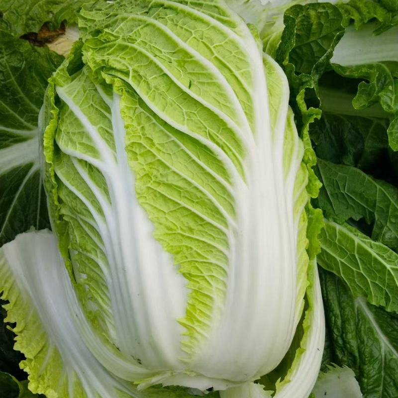 大白菜、黄心大白菜，玲珑黄白菜，产地批发，价格从优