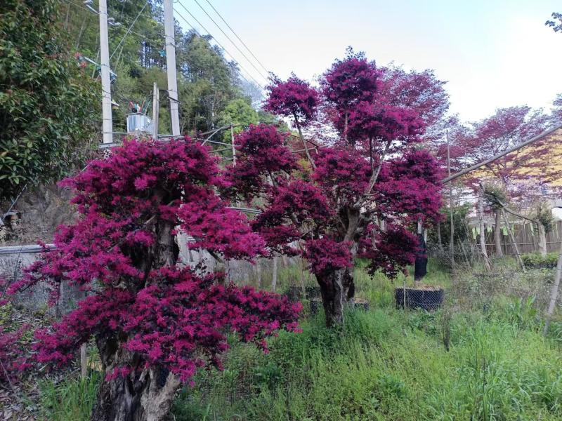 【实力商家】精品红花继木大量供应品质保证视频看货