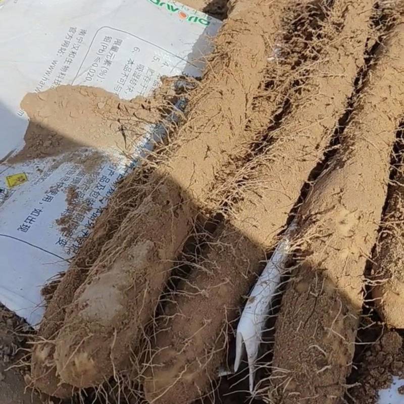 大家好我是榆阳区白玉山药基地代办新货大量上市