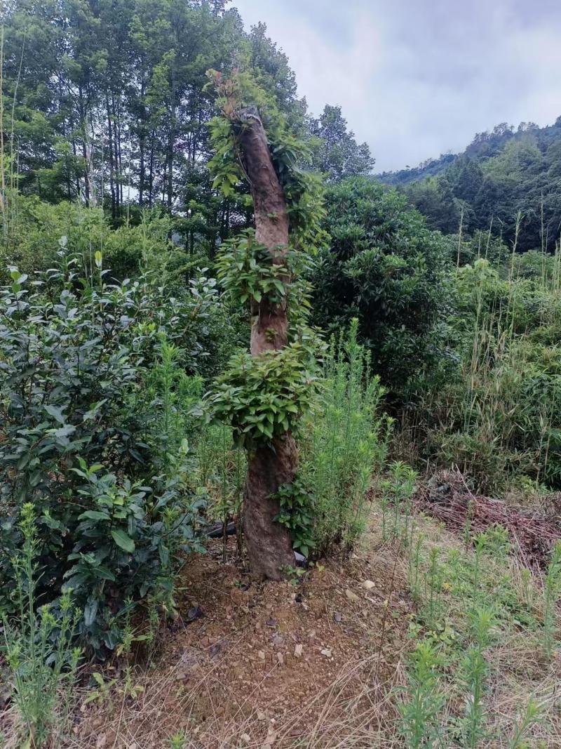 映山红一手货源品质保证视频看货价格面议诚信经营