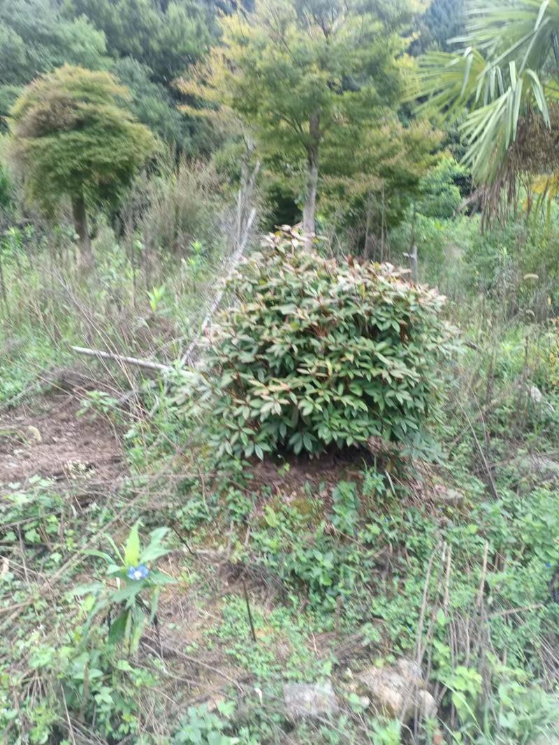 映山红一手货源品质保证视频看货价格面议诚信经营