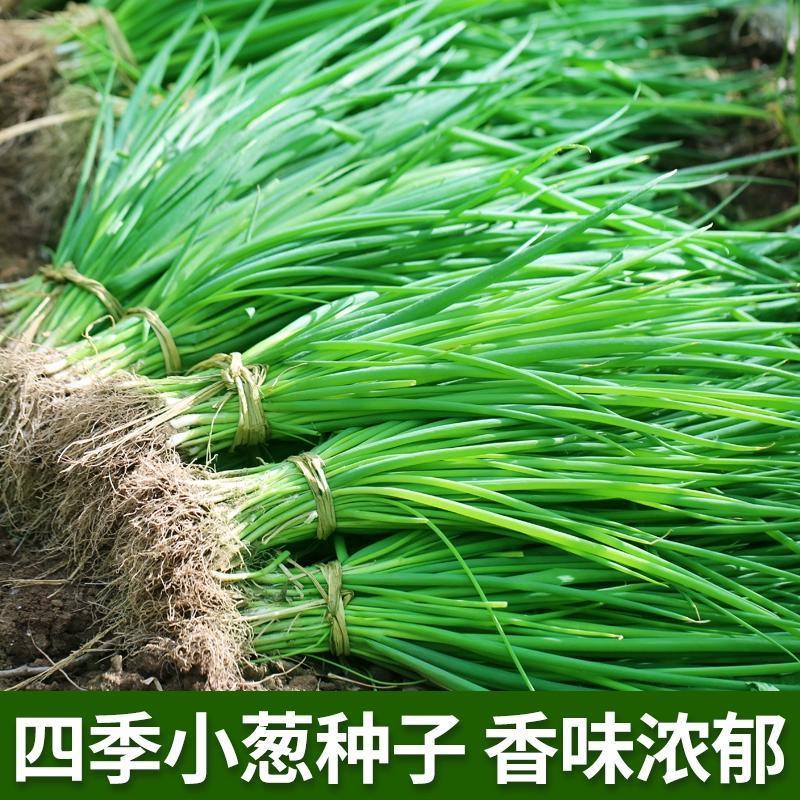 冯子龙四季小香葱种子阳台盆栽农家大田春秋四季播蔬菜种籽