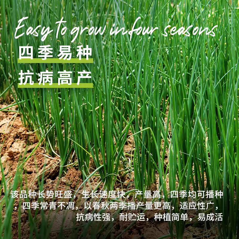 冯子龙四季小香葱种子阳台盆栽农家大田春秋四季播蔬菜种籽