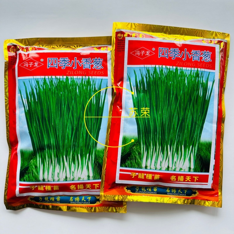 冯子龙四季小香葱种子阳台盆栽农家大田春秋四季播蔬菜种籽