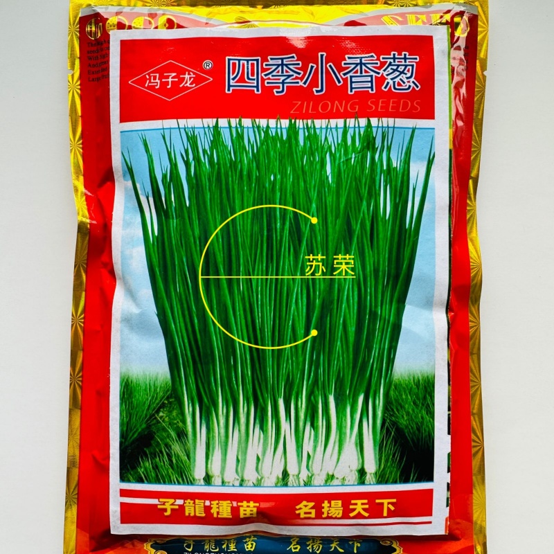 冯子龙四季小香葱种子阳台盆栽农家大田春秋四季播蔬菜种籽