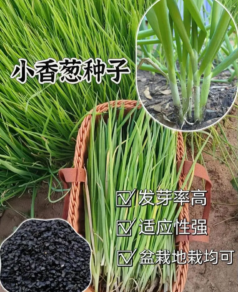 冯子龙四季小香葱种子阳台盆栽农家大田春秋四季播蔬菜种籽