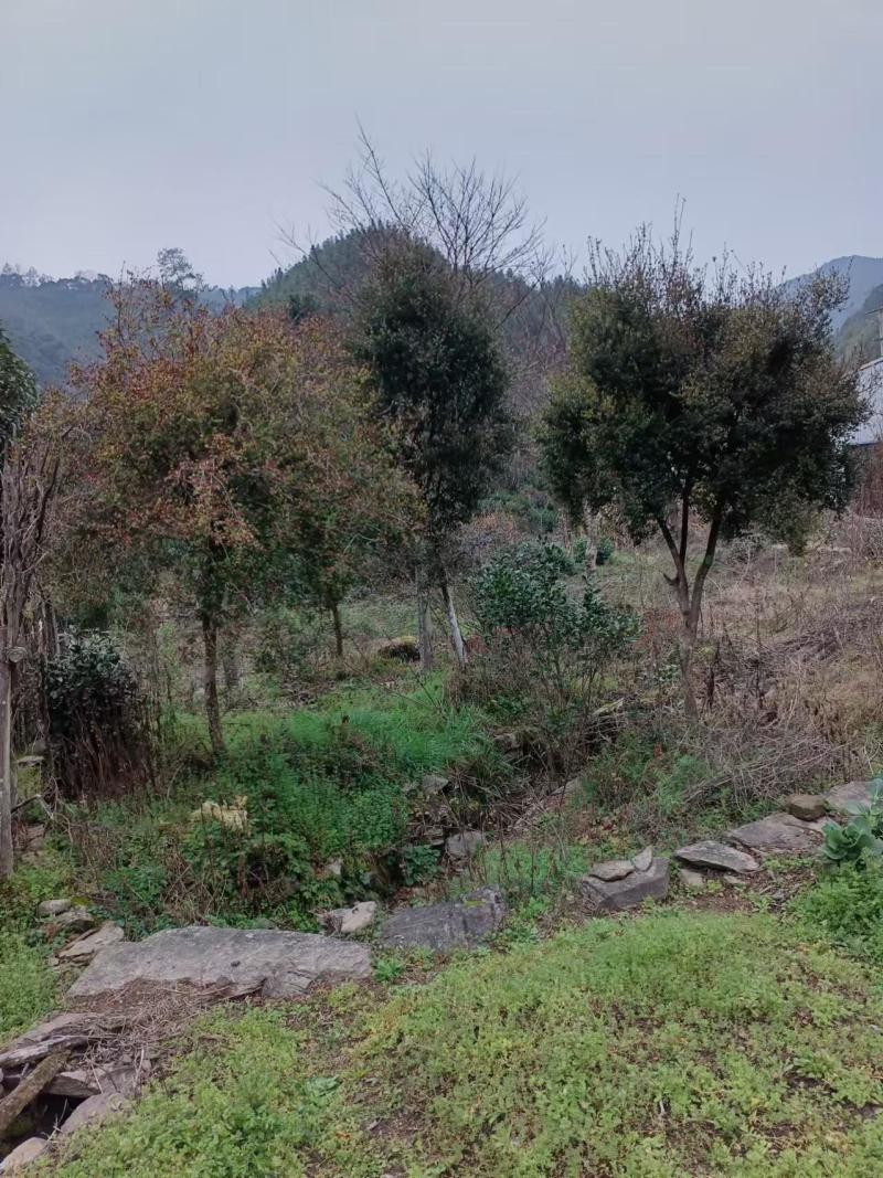 【赤楠】安徽黄山精品赤楠一手货源诚信经营价格面议