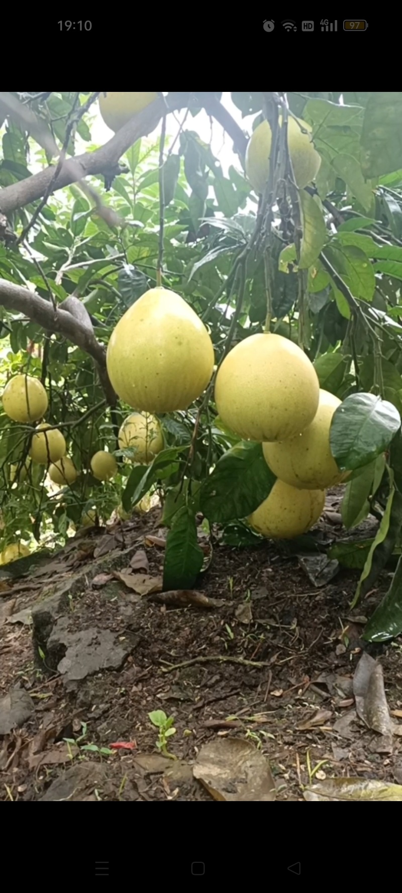 蜜柚白心红心农家种植