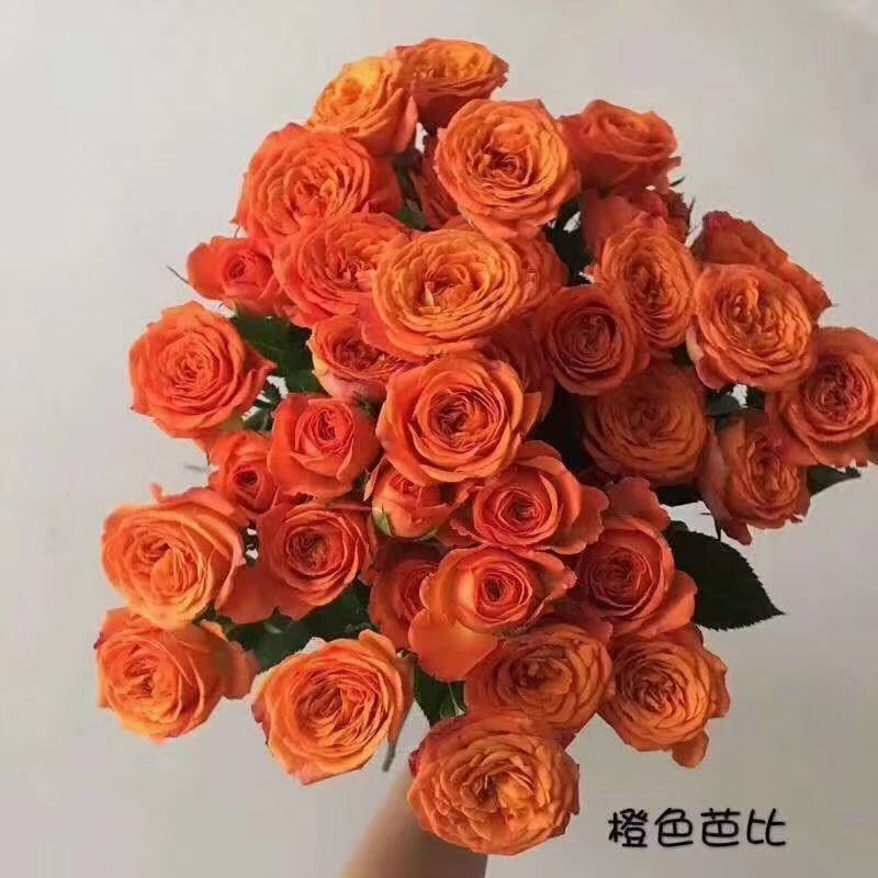 多头丰花月季小苗，一手货源，保证对版，冷链物流快递发货