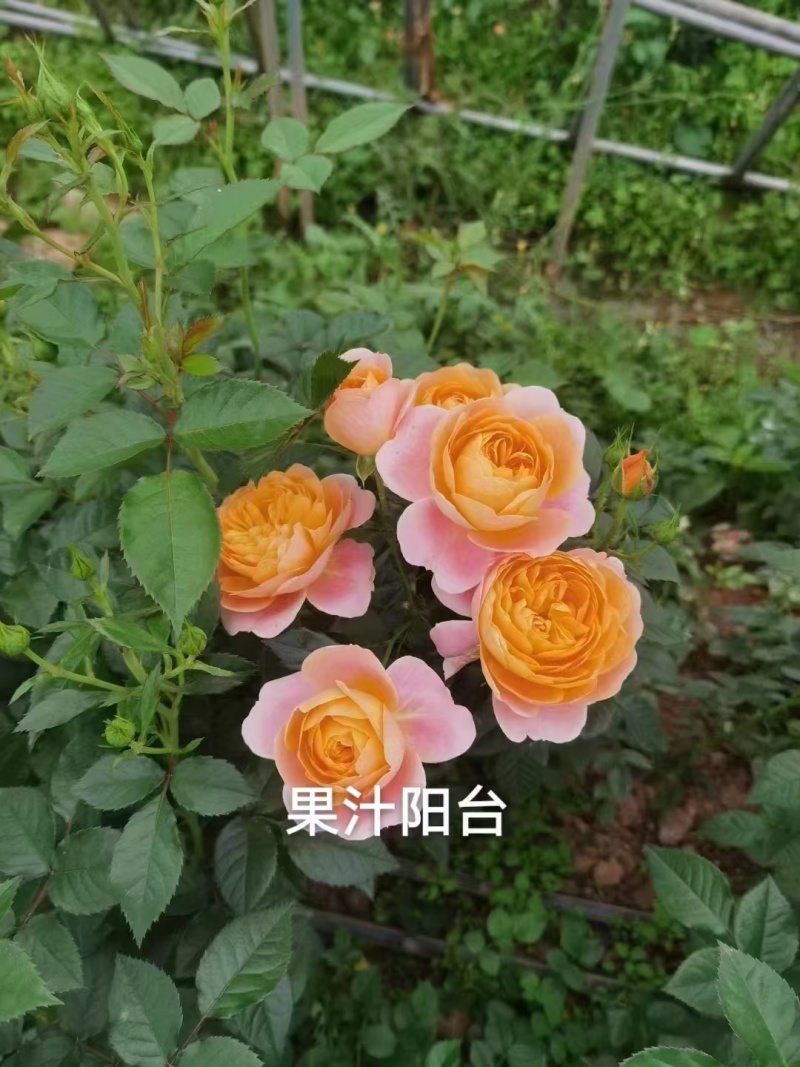 多头丰花月季小苗，一手货源，保证对版，冷链物流快递发货