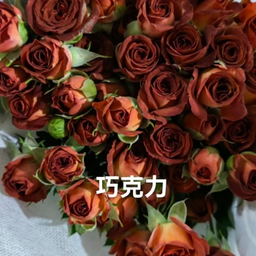 多头丰花月季小苗，一手货源，保证对版，冷链物流快递发货