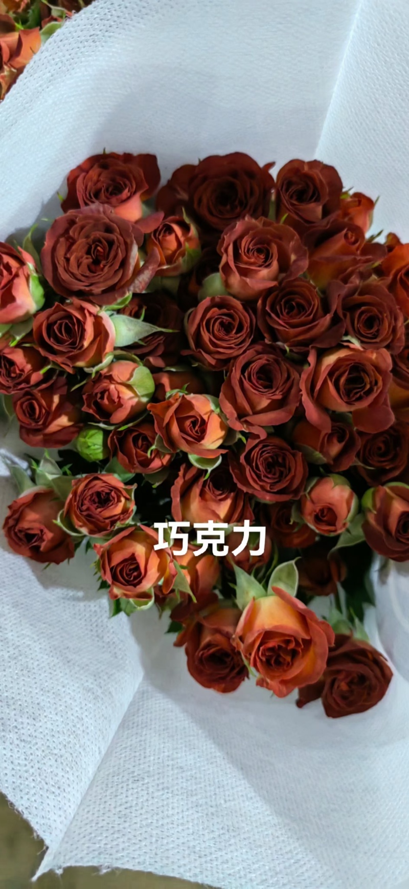 多头丰花月季小苗，一手货源，保证对版，冷链物流快递发货