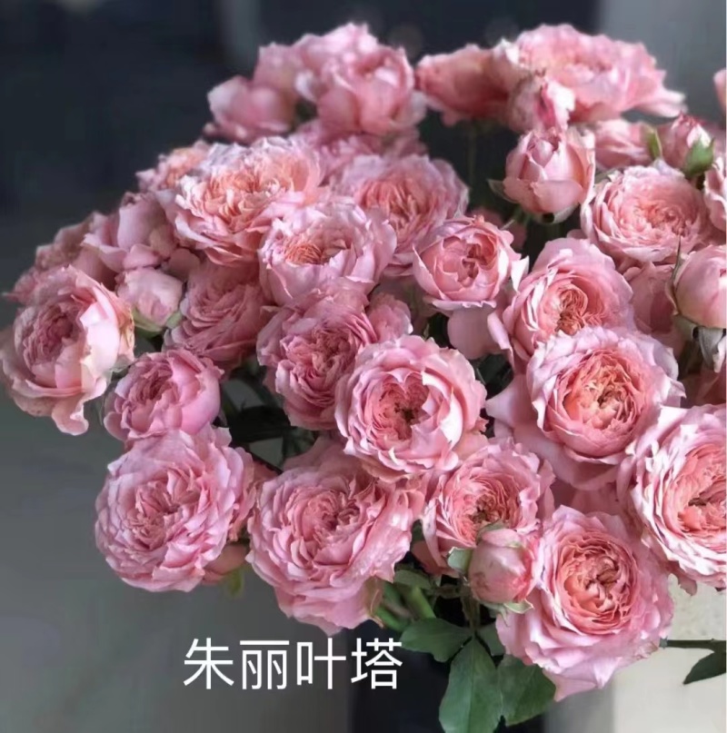 多头丰花月季小苗，一手货源，保证对版，冷链物流快递发货
