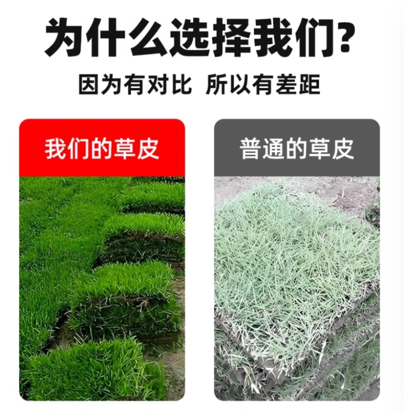 真草坪草皮带土花园庭院植物带泥土马尼拉草工程绿化草