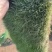 真草坪草皮带土花园庭院植物带泥土马尼拉草工程绿化草