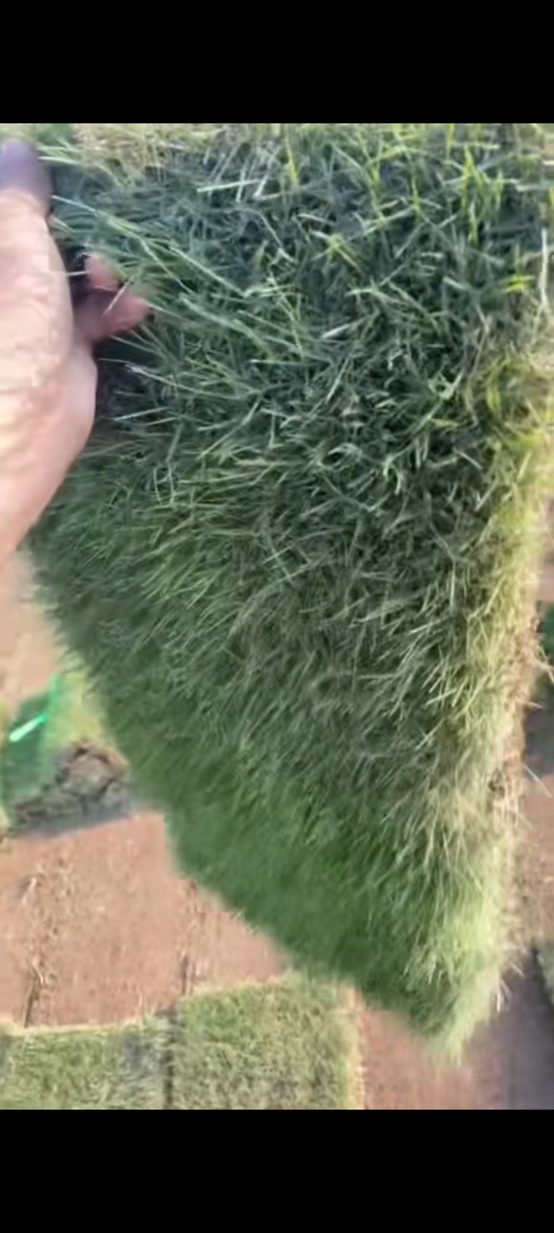真草坪草皮带土花园庭院植物带泥土马尼拉草工程绿化草