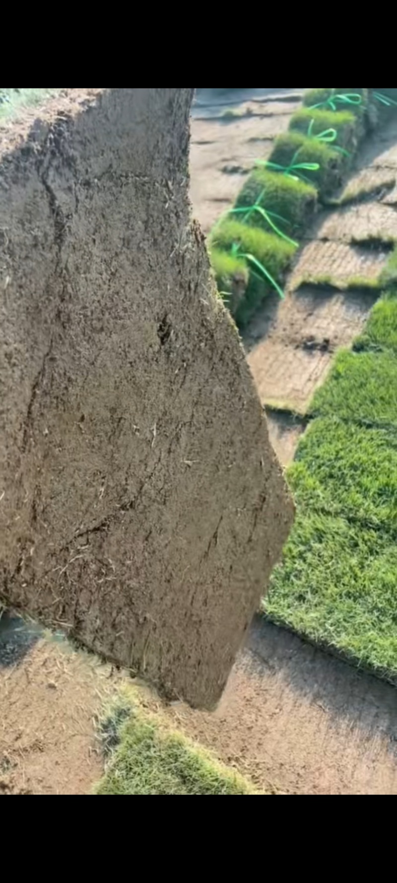 真草坪草皮带土花园庭院植物带泥土马尼拉草工程绿化草