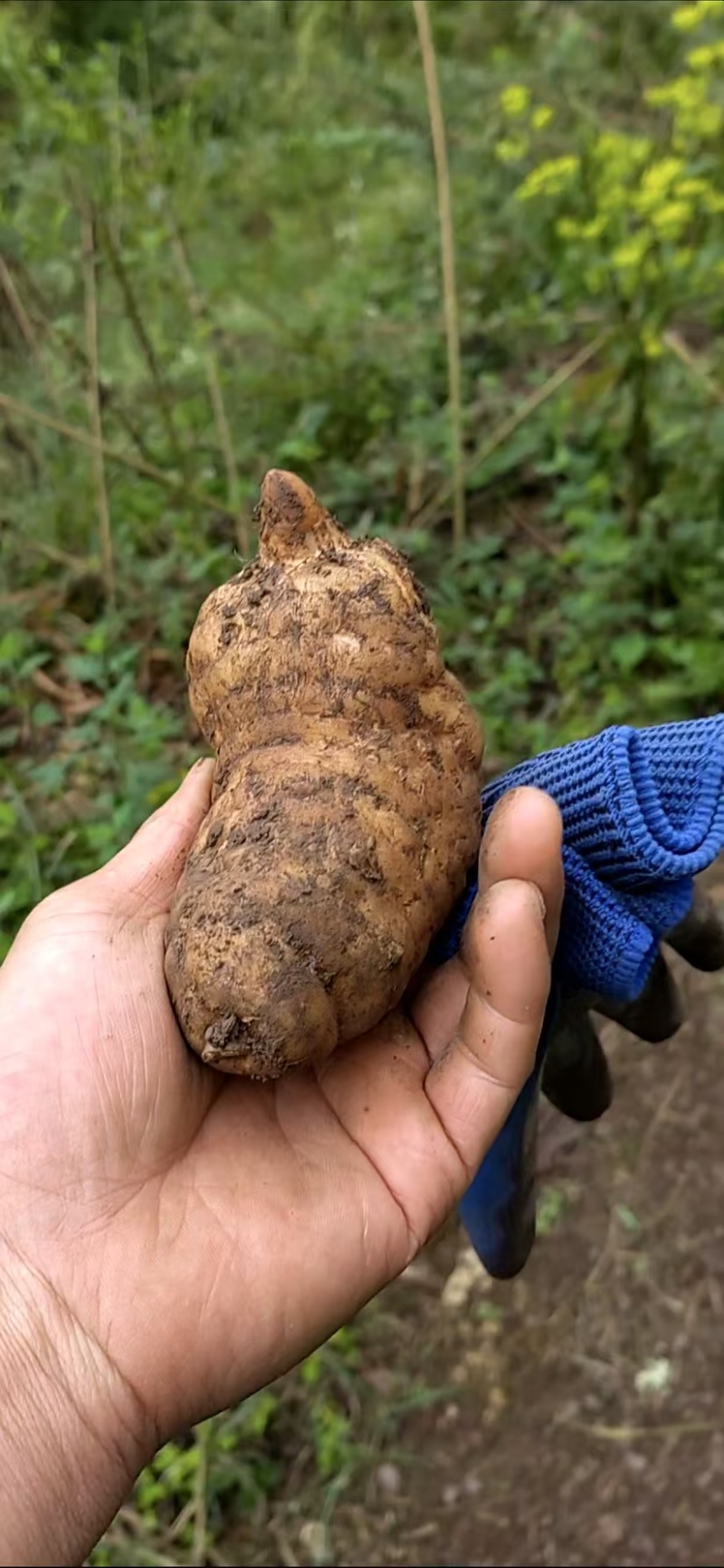 七星关撒拉溪镇穆家大山天麻鲜天麻仿野生种植质量好产地直发