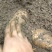 七星关撒拉溪镇穆家大山天麻鲜天麻仿野生种植质量好产地直发